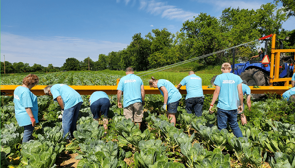 une équipe plantant des légumes dans un jardin